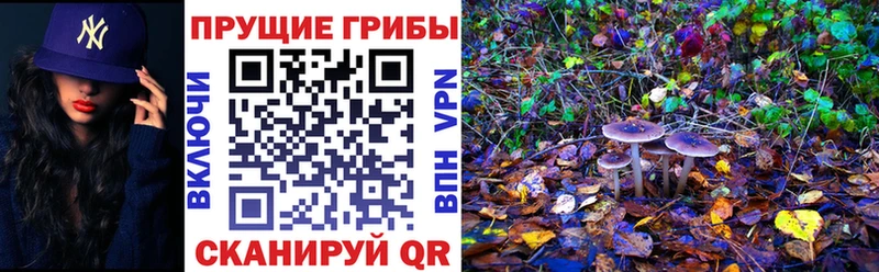 Галлюциногенные грибы GOLDEN TEACHER  цена   Красногорск 